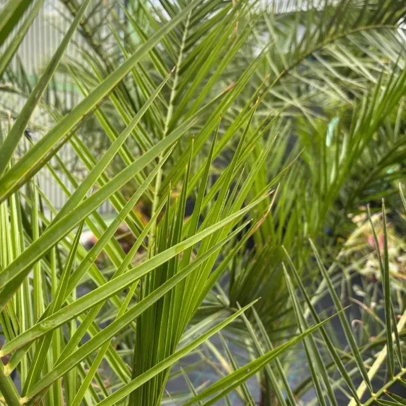  Phoenix Canariensis 80/100 - Palmier de Canare
