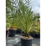  Phoenix Canariensis 80/100 - Palmier de Canare