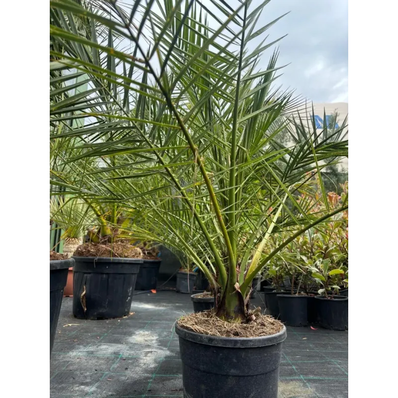  Phoenix Canariensis 80/100 - Palmier de Canare