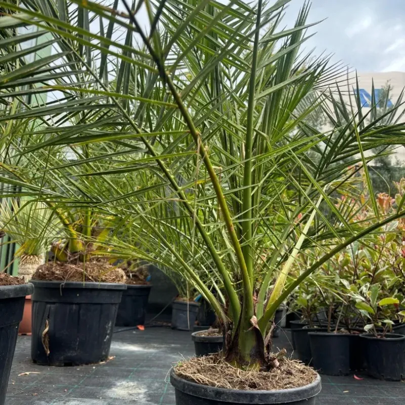  Phoenix Canariensis 80/100 - Palmier de Canare