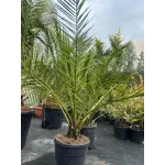  Phoenix Canariensis 80/100 - Palmier de Canare