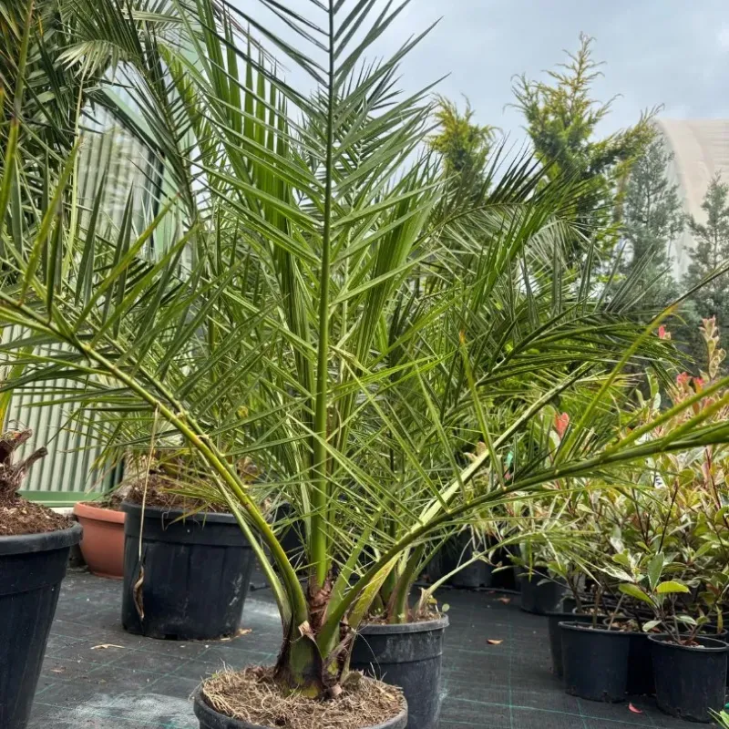  Phoenix Canariensis 80/100 - Palmier de Canare