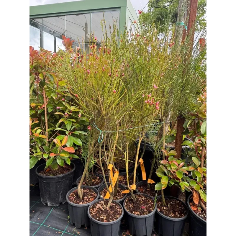 Cytisus Ruby 40/60 Cytisus Ruby 40/60