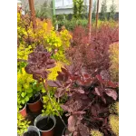 Cotinus coggygria ‘Atropurpurea’, arborele de fum, 60/80