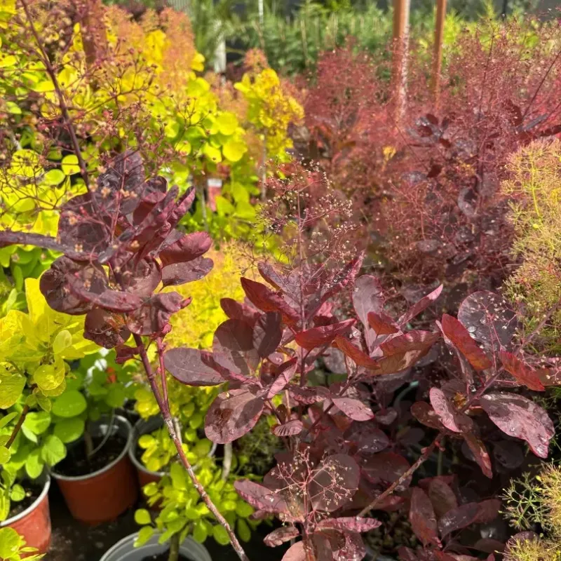 Cotinus coggygria ‘Atropurpurea’, arborele de fum, 60/80