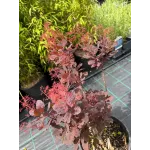 Cotinus coggygria ‘Atropurpurea’, arborele de fum, 60/80
