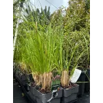 Cortaderia selloana 'Pink Feather' (iarba de pampas) , 60/80 cm