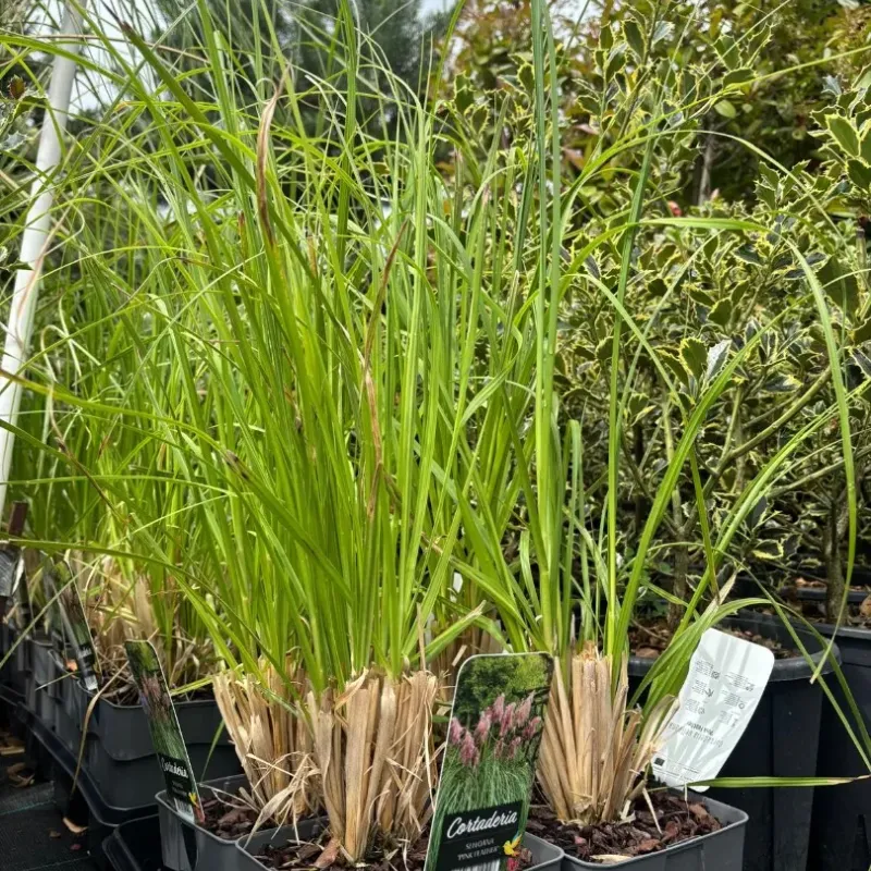 Cortaderia selloana 'Pink Feather' (iarba de pampas) , 60/80 cm
