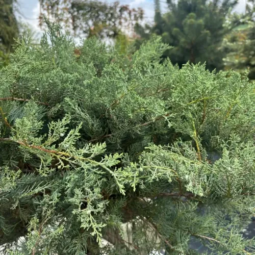 Ienupar tarator - Juniperus virginiana ‘Grey Owl’ 1/2