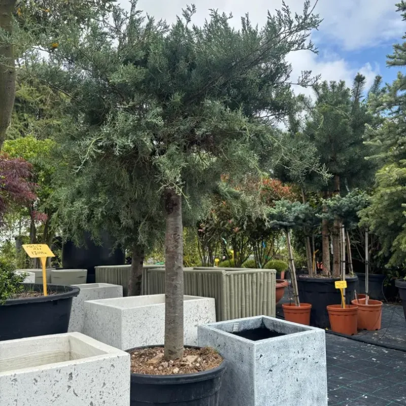 Ienupar tarator - Juniperus virginiana ‘Grey Owl’ 1/2