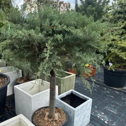 Ienupar tarator - Juniperus virginiana ‘Grey Owl’ 1/2
