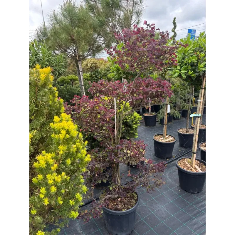 Loropetalum chinense ‘Fire Dance' Pompons
