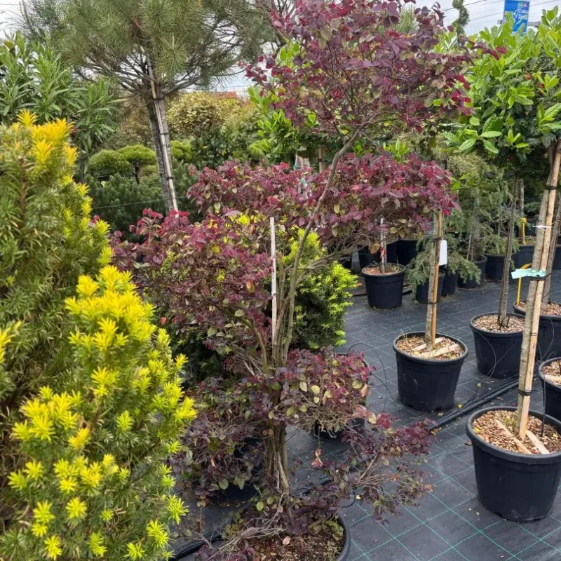 Loropetalum chinense ‘Fire Dance' Pompons