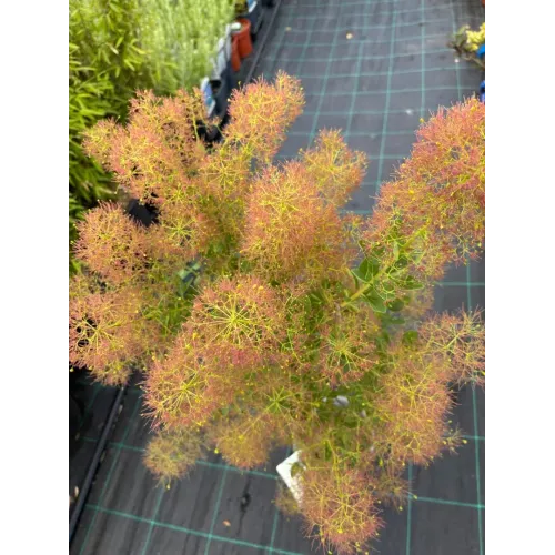 Cotinus coggygria 'Young Lady' , 40/50 cm