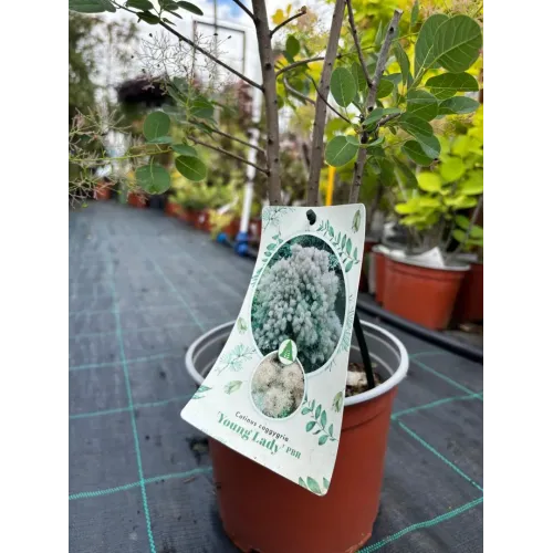 Cotinus coggygria 'Young Lady' , 40/50 cm