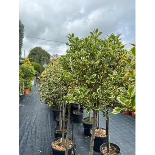 Ilex Aquifolium Aureomarginata CLT 25 35-40 1/2 Fusto
