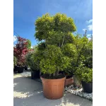 Eugenia Myrtifolia pompon - Cires Australian 
