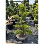 CUPRESSOCYPARIS LEYLANDII GOLD CIOTOLA 140/160 BONSAI
