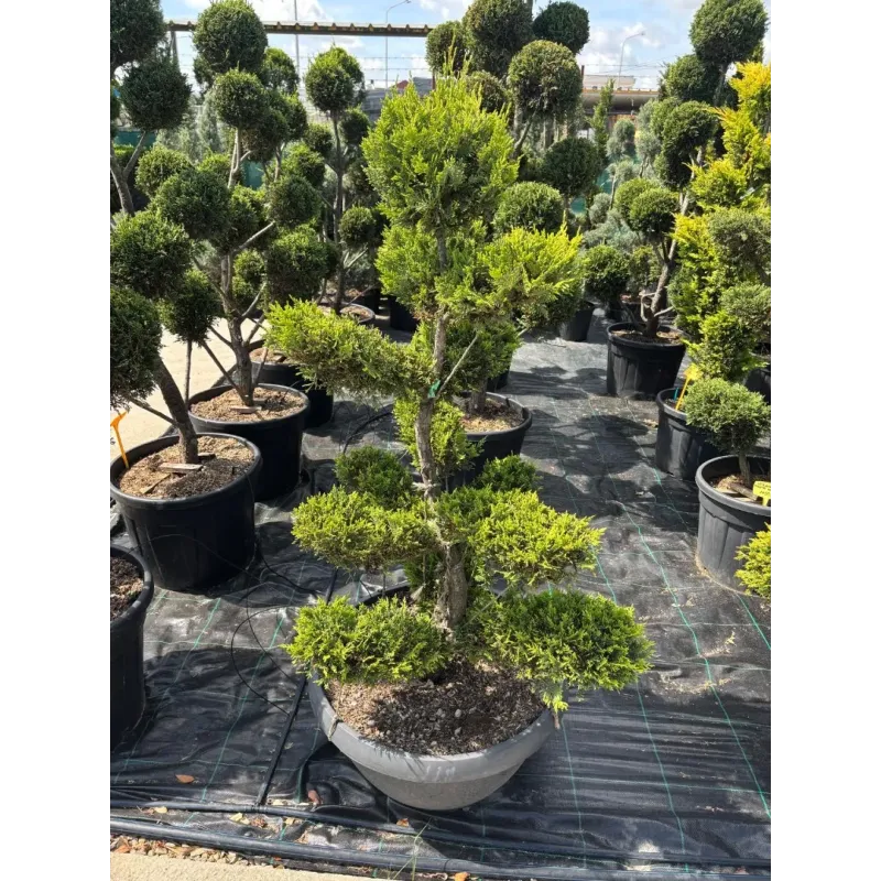CUPRESSOCYPARIS LEYLANDII GOLD CIOTOLA 140/160 BONSAI
