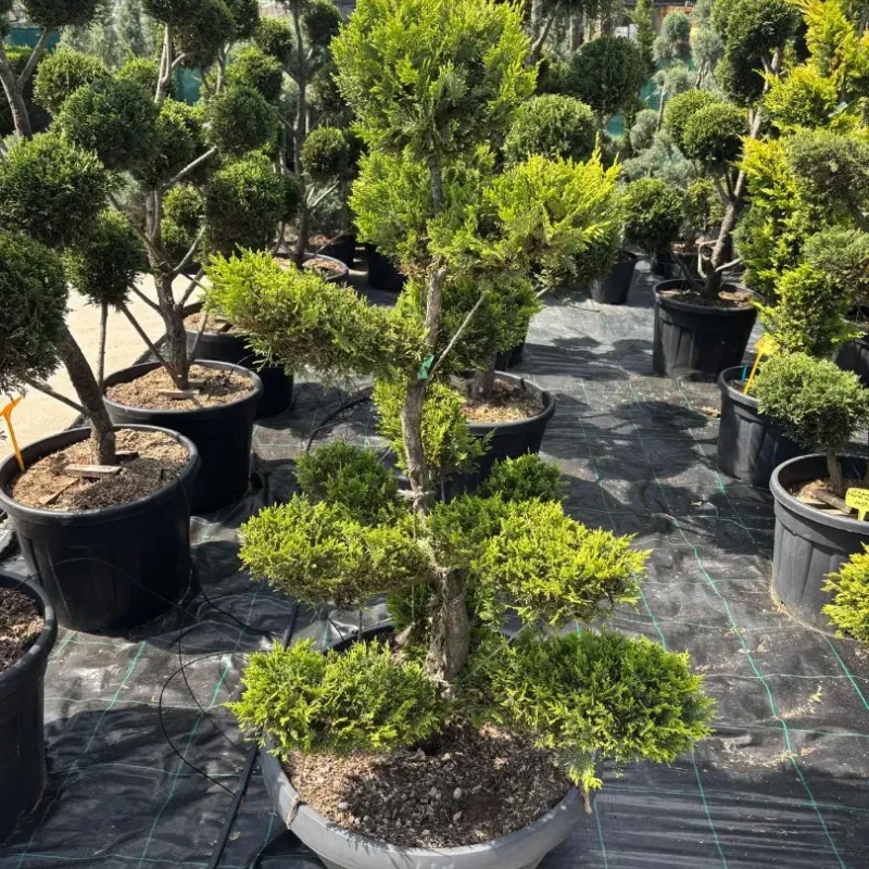 CUPRESSOCYPARIS LEYLANDII GOLD CIOTOLA 140/160 BONSAI