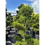CUPRESSOCYPARIS LEYLANDII GOLD CIOTOLA 140/160 BONSAI