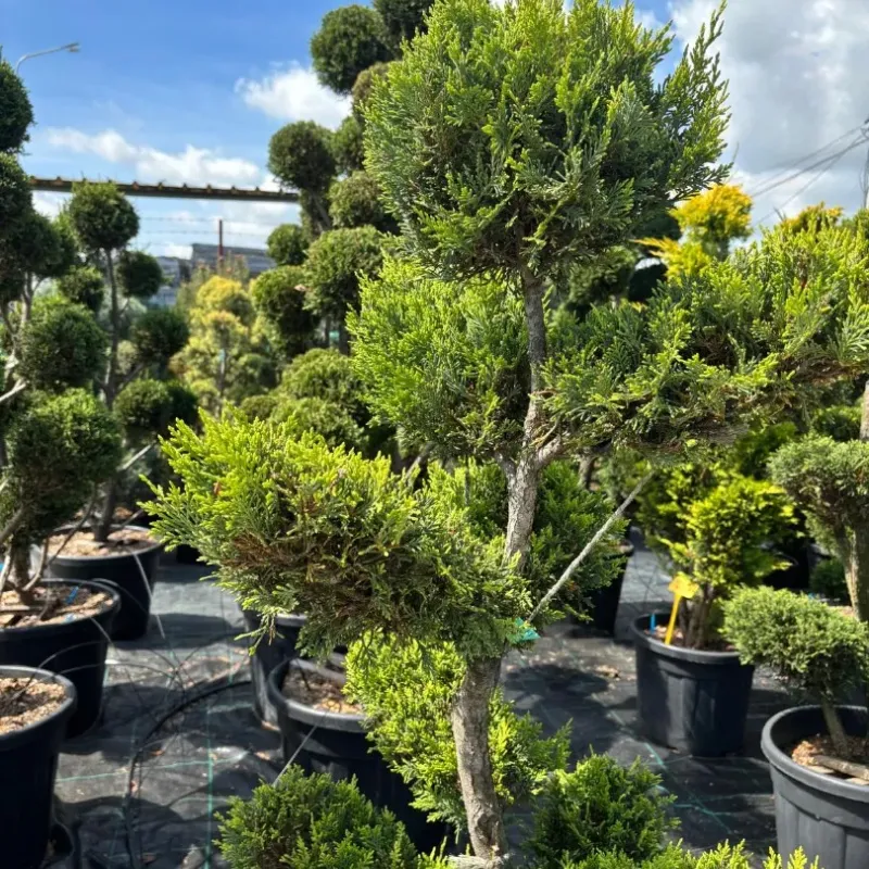 CUPRESSOCYPARIS LEYLANDII GOLD CIOTOLA 140/160 BONSAI