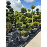 CUPRESSOCYPARIS LEYLANDII GOLD CIOTOLA 140/160 BONSAI