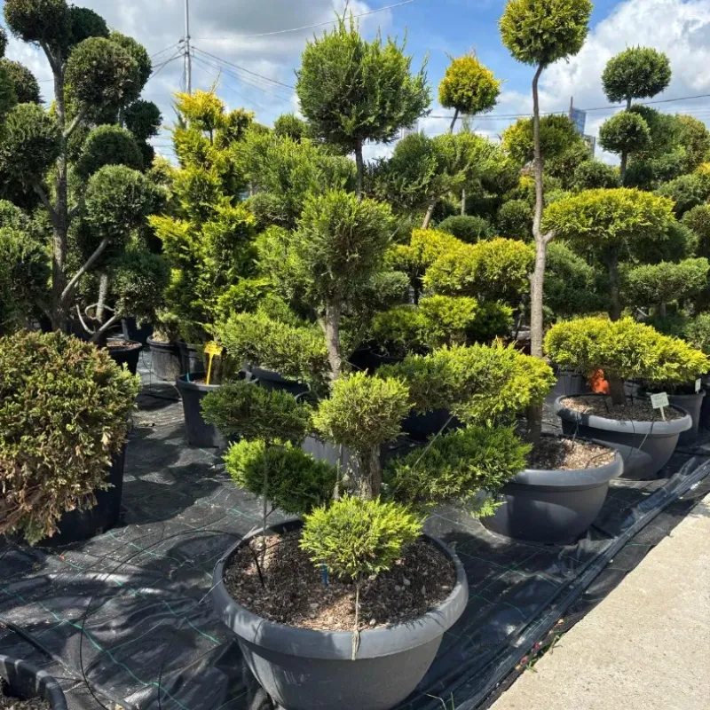 CUPRESSOCYPARIS LEYLANDII GOLD CIOTOLA 140/160 BONSAI