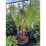 Washingtonia Robusta trunchi - Palmier Mexican 