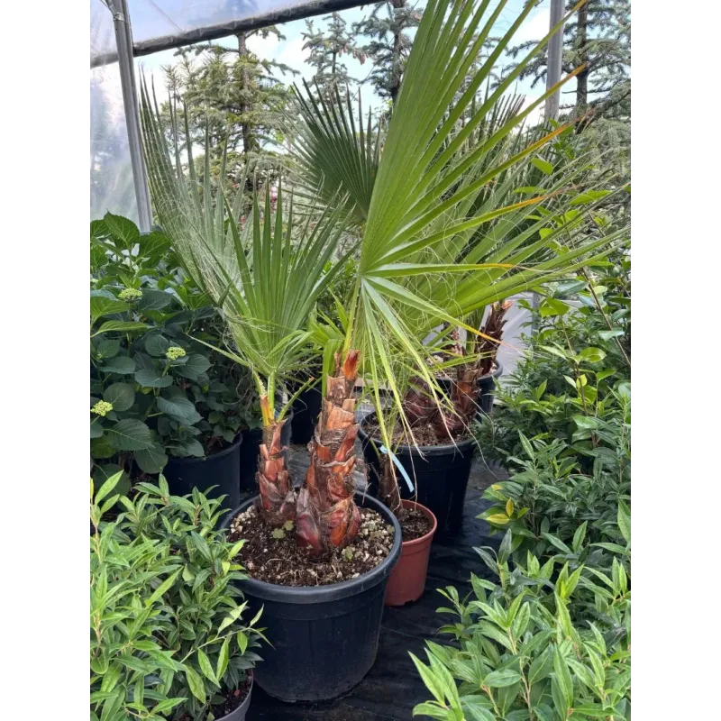 Washingtonia Robusta trunchi - Palmier Mexican 