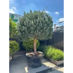 Pinus Sylvestris 1/2 Specimen