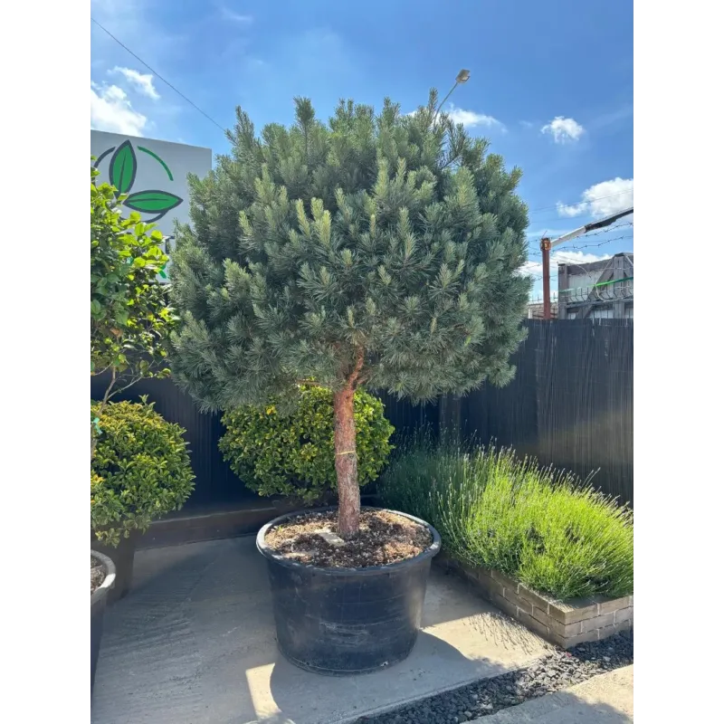 Pinus Sylvestris 1/2 Specimen