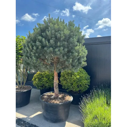 Pinus Sylvestris 1/2 Specimen