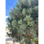 Pinus Sylvestris 1/2 Specimen