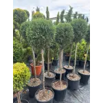 Cupressocyparis Leylandii CLT 18 35-40 1/2 FUSTO