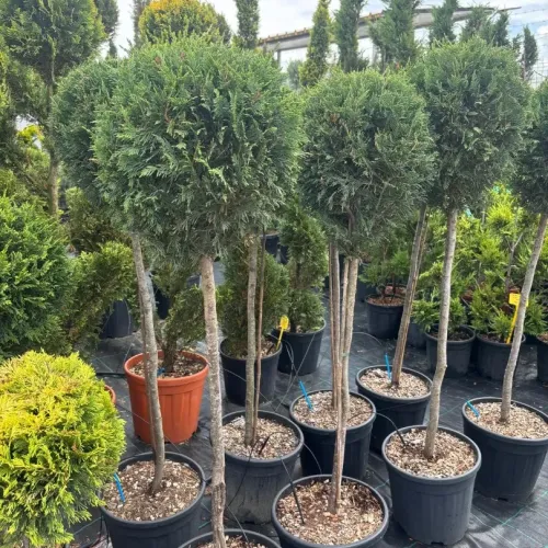 Cupressocyparis Leylandii CLT 18 35-40 1/2 FUSTO
