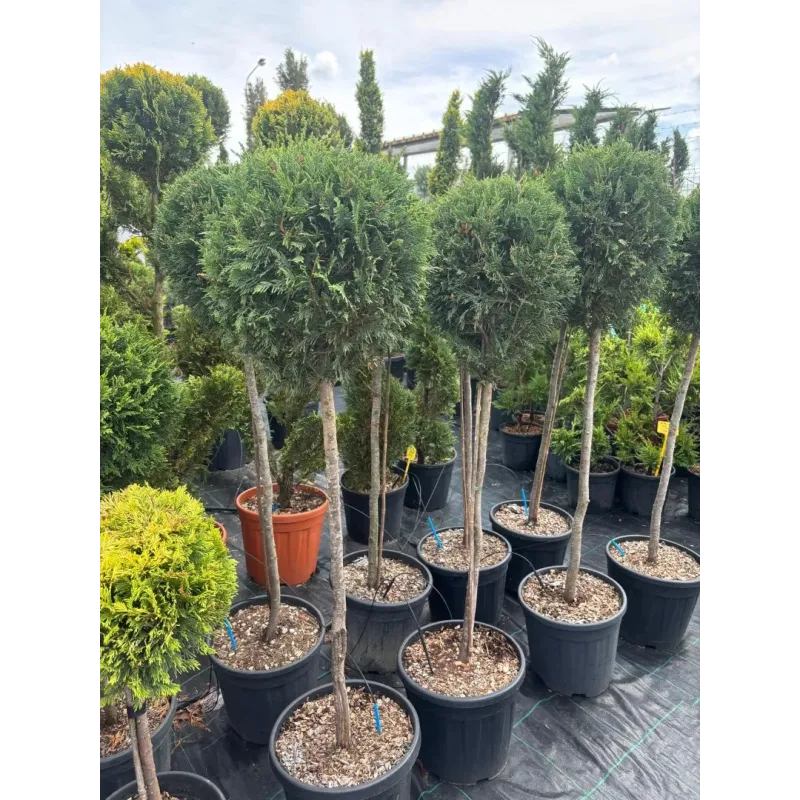 Cupressocyparis Leylandii CLT 18 35-40 1/2 FUSTO