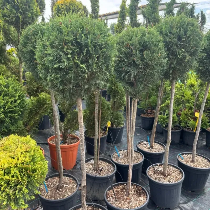 Cupressocyparis Leylandii CLT 18 35-40 1/2 FUSTO