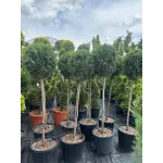 Cupressocyparis Leylandii CLT 18 35-40 1/2 FUSTO