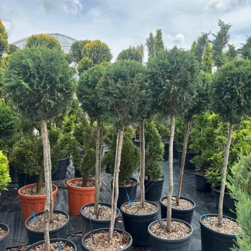 Cupressocyparis Leylandii CLT 18 35-40 1/2 FUSTO