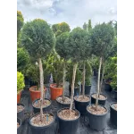 Cupressocyparis Leylandii CLT 18 35-40 1/2 FUSTO