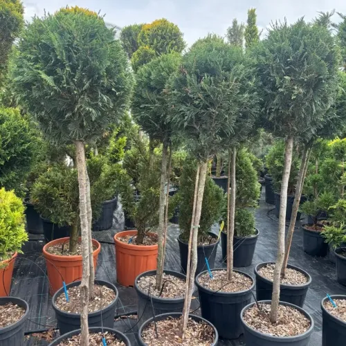 Cupressocyparis Leylandii CLT 18 35-40 1/2 FUSTO