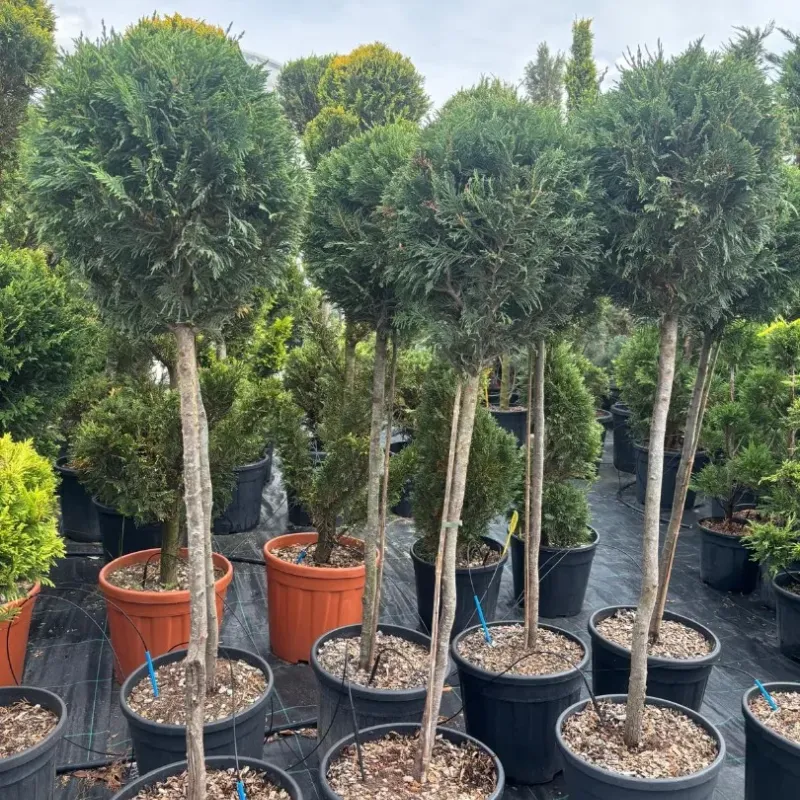 Cupressocyparis Leylandii CLT 18 35-40 1/2 FUSTO