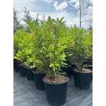 Arbust decorativ-Prunus Laurocerasus Novita clt 10 100/125