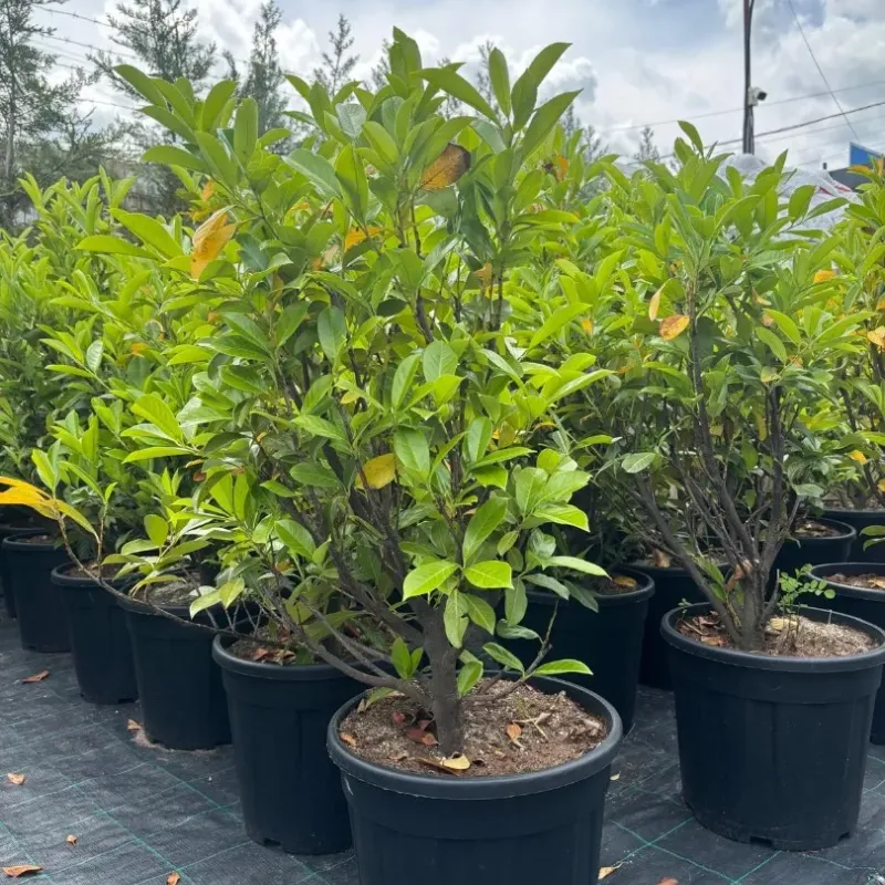 Arbust decorativ-Prunus Laurocerasus Novita clt 10 100/125