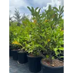 Arbust decorativ-Prunus Laurocerasus Novita clt 10 100/125