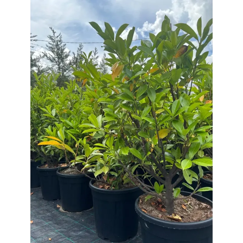 Prunus Laurocerasus Novita Gard viu clt 10 100/125 (Laur englezesc)