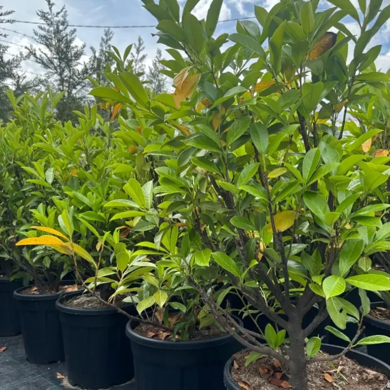 Arbust decorativ-Prunus Laurocerasus Novita clt 10 100/125
