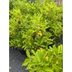 Arbust decorativ-Prunus Laurocerasus Novita clt 10 100/125