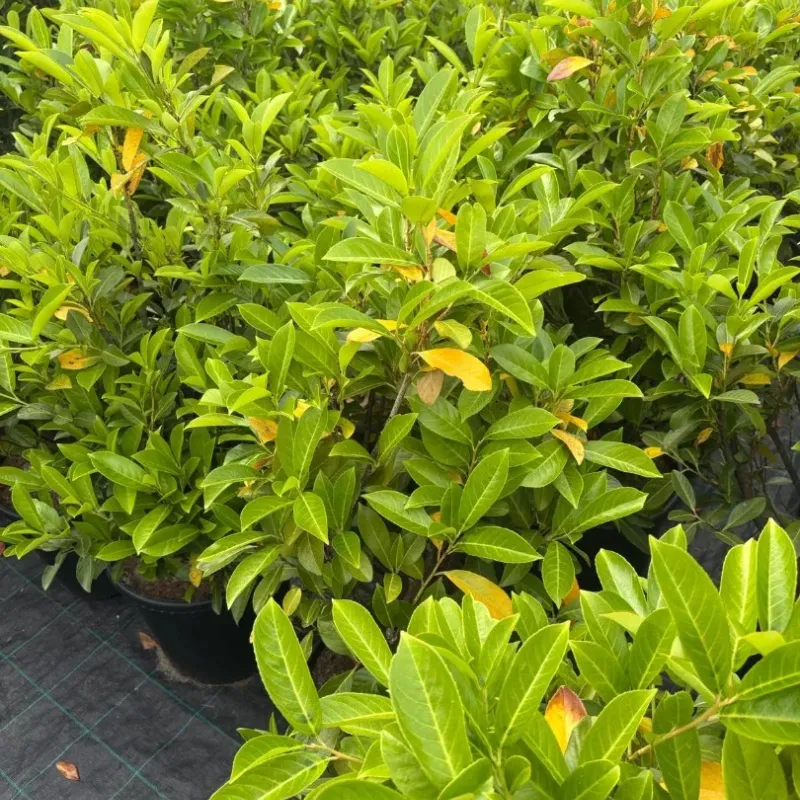 Arbust decorativ-Prunus Laurocerasus Novita clt 10 100/125